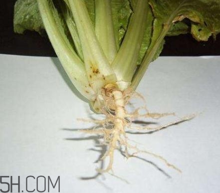 香菜根煮水怎么煮？香菜根煮水喝幾天見效？