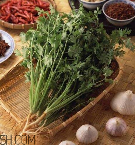 香菜根煮水能減肥嗎？香菜根煮水能天天喝嗎？