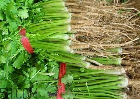 香菜根煮水能治濕疹嗎？香菜根煮水孕婦能喝嗎？