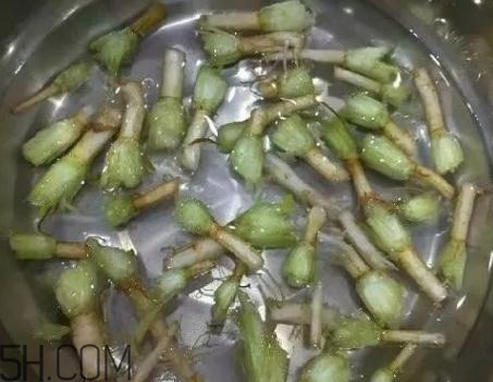 香菜根煮水能治濕疹嗎？香菜根煮水孕婦能喝嗎？