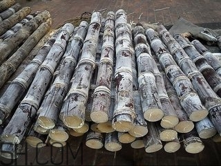 吃完甘蔗多久可以吃柿子？甘蔗和柿子一起吃了怎么辦？