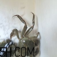 冬天可以吃大閘蟹嗎？冬天怎么吃大閘蟹？