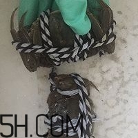 冬天可以吃大閘蟹嗎？冬天怎么吃大閘蟹？