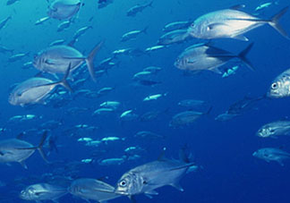 biopharma魚(yú)油功效 挪威biopharma魚(yú)油怎么吃？