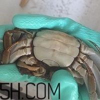 冬天可以吃大閘蟹嗎？冬天怎么吃大閘蟹？