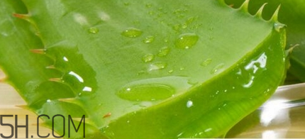 蘆薈膠可以敷一晚上嗎？蘆薈膠堵塞毛孔的錯(cuò)誤用法