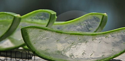 蘆薈膠祛痘效果好嗎？蘆薈膠真的會祛痘