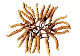 冬蟲(chóng)夏草沒(méi)有傳說(shuō)中那么神？冬蟲(chóng)夏草只有保健功能