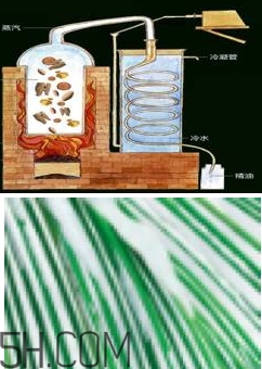 自然堂雪松精油怎么樣？雪松御齡綻放年輕光彩