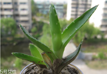 蘆薈泡酒能治腳氣嗎？蘆薈膠主要是細(xì)菌殺毒