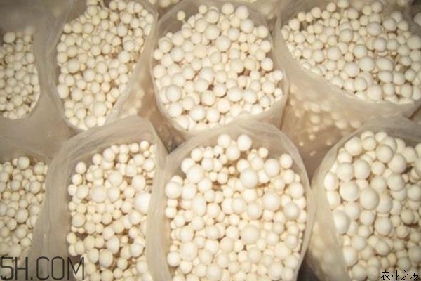 金針菇的食用禁忌有哪些？金針菇四大禁忌