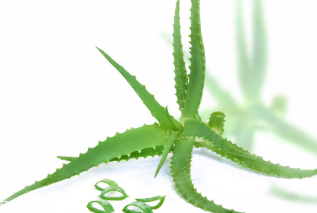蘆薈泡酒能治腳氣嗎？蘆薈膠主要是細(xì)菌殺毒