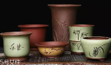 什么花不能放臥室養(yǎng)？含羞草誤食會脫發(fā)
