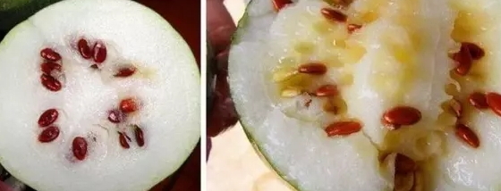 紅瓜子是什么瓜的子？瓜子比瓜還要珍貴