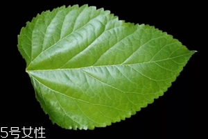 桑葉茶哪些人不能喝？過多飲用傷脾胃?jìng)I