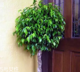 養(yǎng)花有哪些益處？節(jié)約藥費(fèi)不止一點(diǎn)點(diǎn)