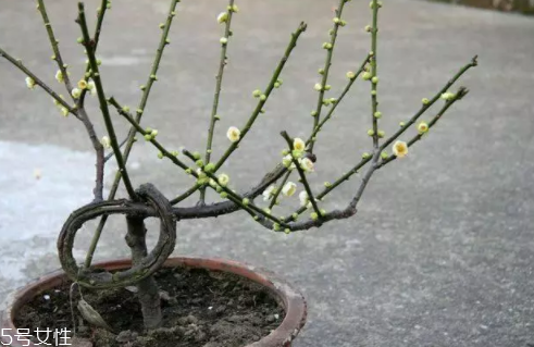 養(yǎng)花有哪些益處？節(jié)約藥費(fèi)不止一點(diǎn)點(diǎn)