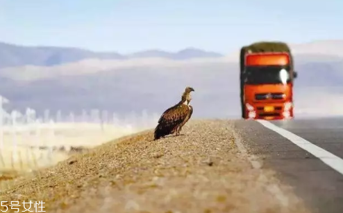 開(kāi)車前為什么要拍拍車蓋？預(yù)防傷害流浪小動(dòng)物