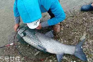 青魚(yú)怎么釣 釣青魚(yú)注意幾點(diǎn)