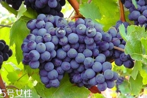 葡萄籽補(bǔ)劑要不要買？不如早睡早起