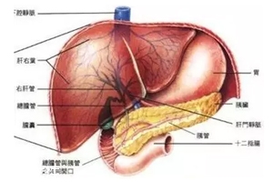 膽囊里的石頭從何而來？膽汁形成膽結(jié)石
