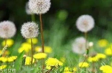 蒲公英用開水泡嗎？煮一煮效果會更好