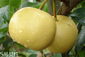梨子能天天吃嗎？吃梨的注意事項(xiàng)
