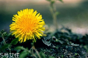 蒲公英茶能減肥嗎？要這樣搭配
