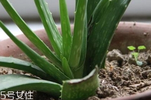 蘆薈膠真的很神奇嗎？只是基礎的補水保濕