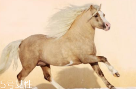 馬油是萬(wàn)能的嗎？接近人體脂肪也并不萬(wàn)能