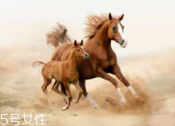 馬油是萬(wàn)能的嗎？接近人體脂肪也并不萬(wàn)能