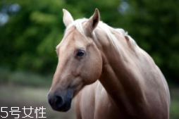馬油是萬(wàn)能的嗎？接近人體脂肪也并不萬(wàn)能
