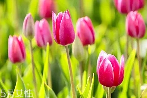 嚴(yán)禁入室的花有哪些？這7種花別養(yǎng)
