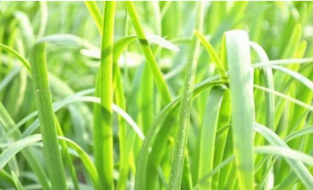 吃韭菜燒心怎么緩解？韭菜吃多了燒心