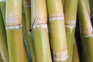 甘蔗吃多了對牙齒好嗎？有可能損傷牙齒