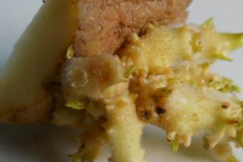 哪些食物發(fā)芽后營(yíng)養(yǎng)翻倍？這些食物發(fā)芽后千萬(wàn)別吃