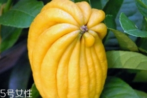 佛手柑是什么味道？佛手柑味道非常好聞