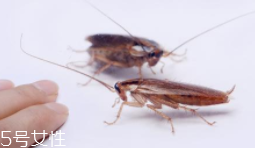 蟑螂究竟有多臟？傳播蛔蟲卵等多種病菌