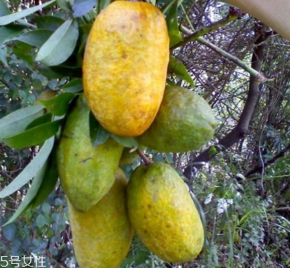牛卵坨孕婦可以吃嗎？看屬于什么懷孕階段