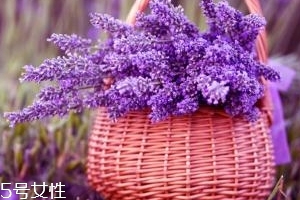 薰衣草精油能防曬嗎？能隔離紫外線