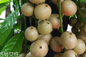 木奶果好吃嗎？木奶果密密麻麻好吃到爆