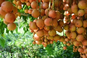 木奶果怎么吃？皮可以吃嗎