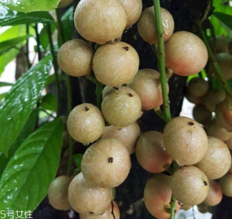 木奶果怎么吃？皮可以吃嗎