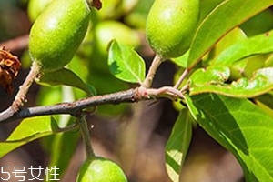 多依果多少錢(qián)一斤？