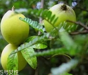 多依果多少錢一斤？