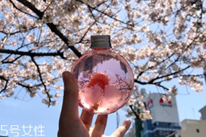 奈良金箔櫻花酒多少錢？奈良櫻花酒好喝嗎