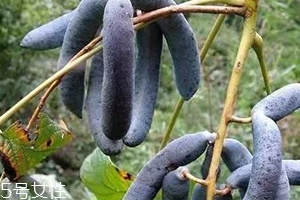 貓屎瓜能吃嗎？其貌不揚的水果