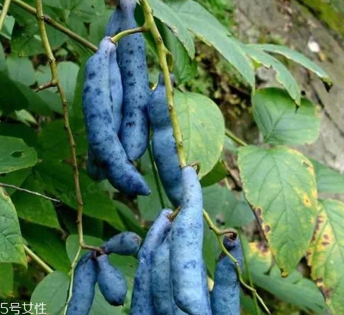 貓屎瓜能吃嗎？其貌不揚的水果