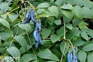 貓屎瓜的籽能吃嗎？