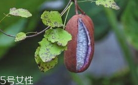 八月炸和貓屎瓜是一種水果嗎？了解它們的區(qū)別